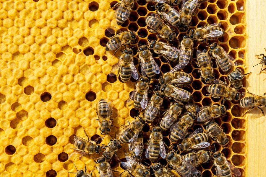 Bees systematically filling a honeycomb